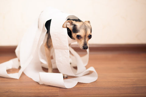 What Can I Give My Dog For An Upset Stomach
