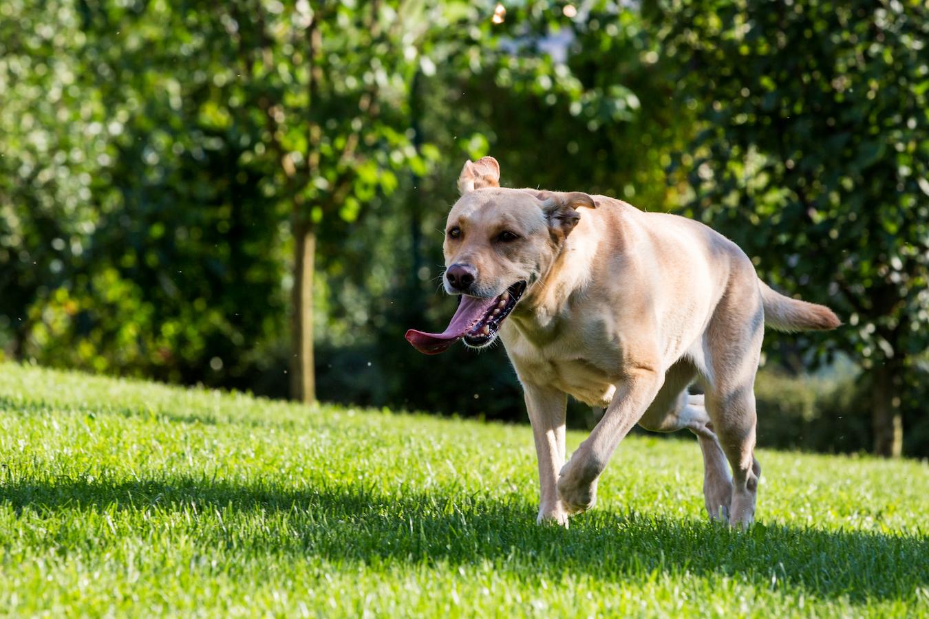 What Can I Give My Dog for Joint Support at Home? Supplements, Diet, and Therapy