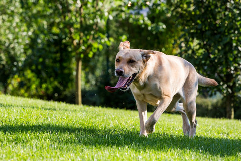 What Can I Give My Dog For Joint Pain At Home