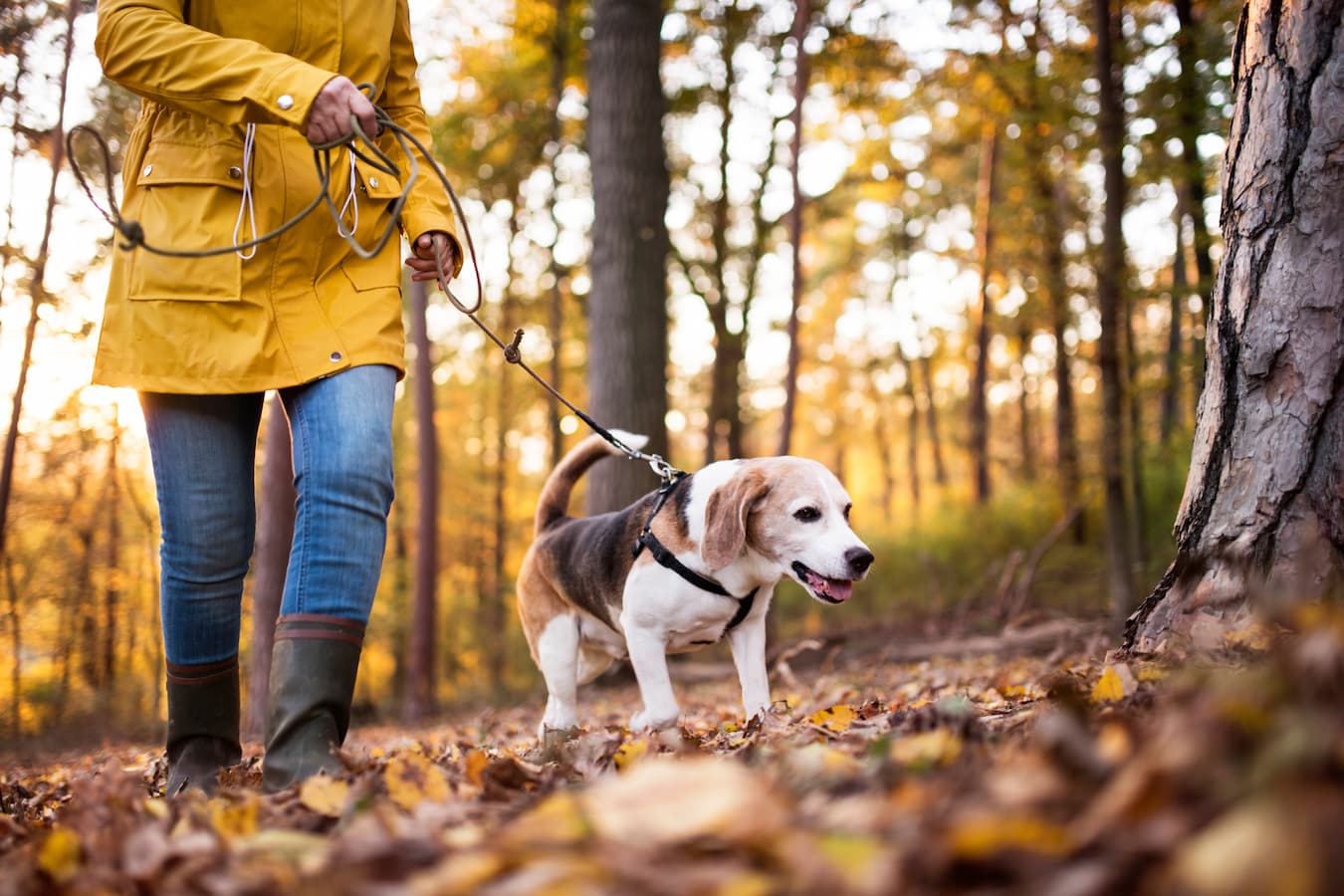 8 Home Remedies for Healthy Dog Joints