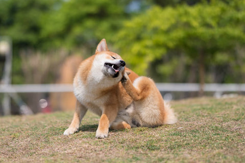 What Can I Give My Dog Orally For Itchy Skin