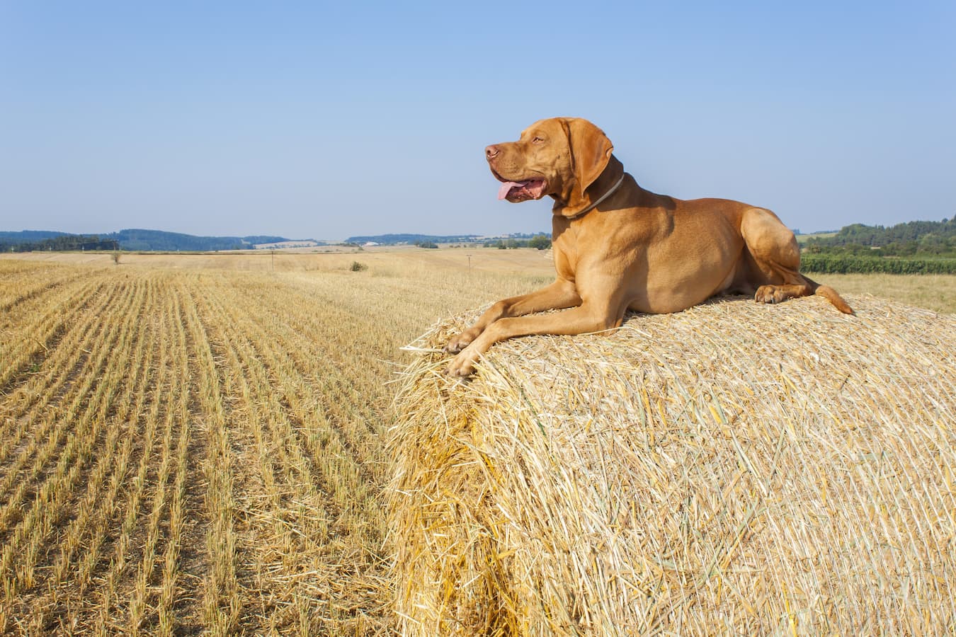 What Grains Do Dogs Need for Heart Health?