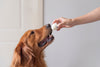 What to Feed Your Dog for Liver Health