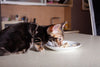 What to Feed a Cat With an Upset Stomach