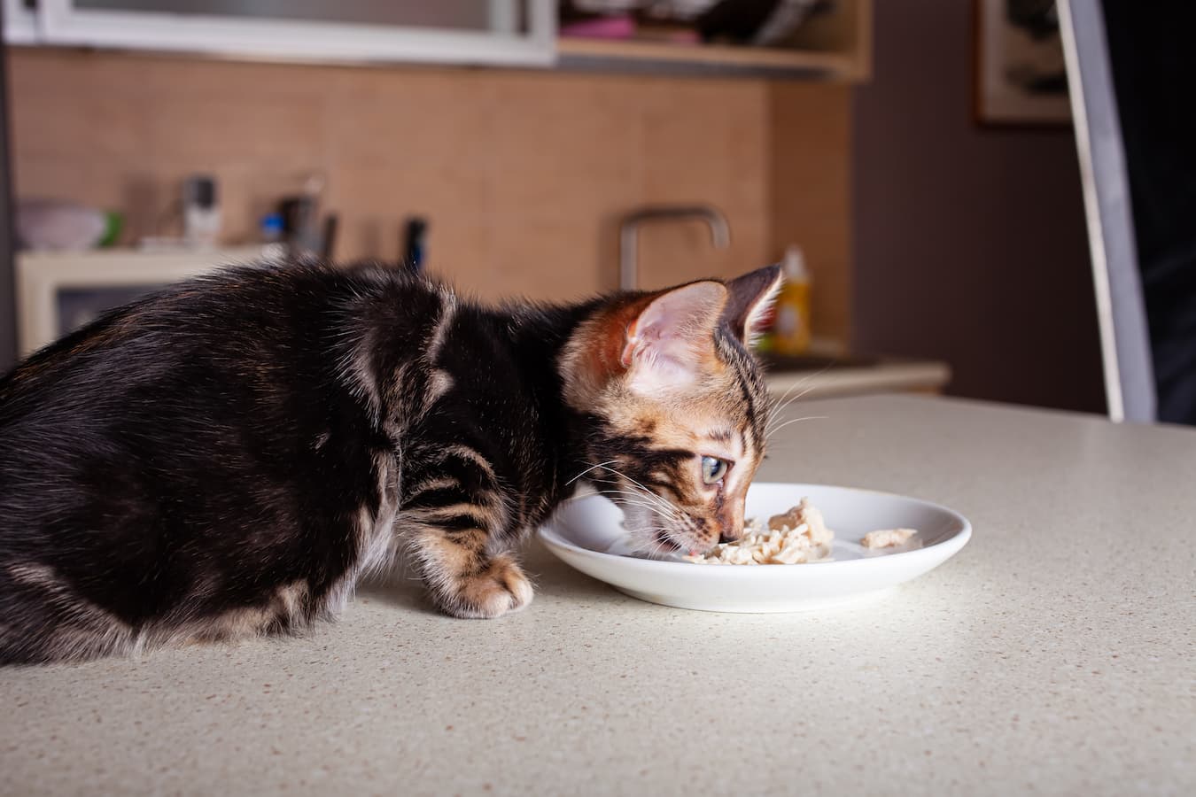 What to Feed a Cat With an Upset Stomach
