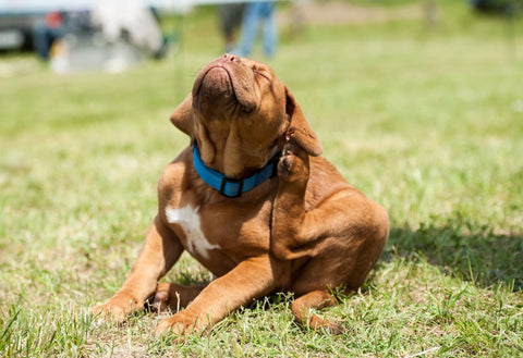 What To Give A Dog With Hay Fever