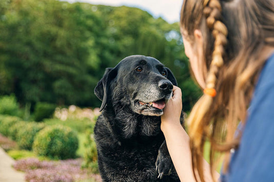 When Is A Dog Considered A Senior