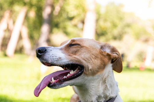 Tail Wagging With Joy: Why are dogs so happy?