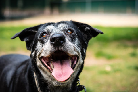 Why Do Old Dogs Shake