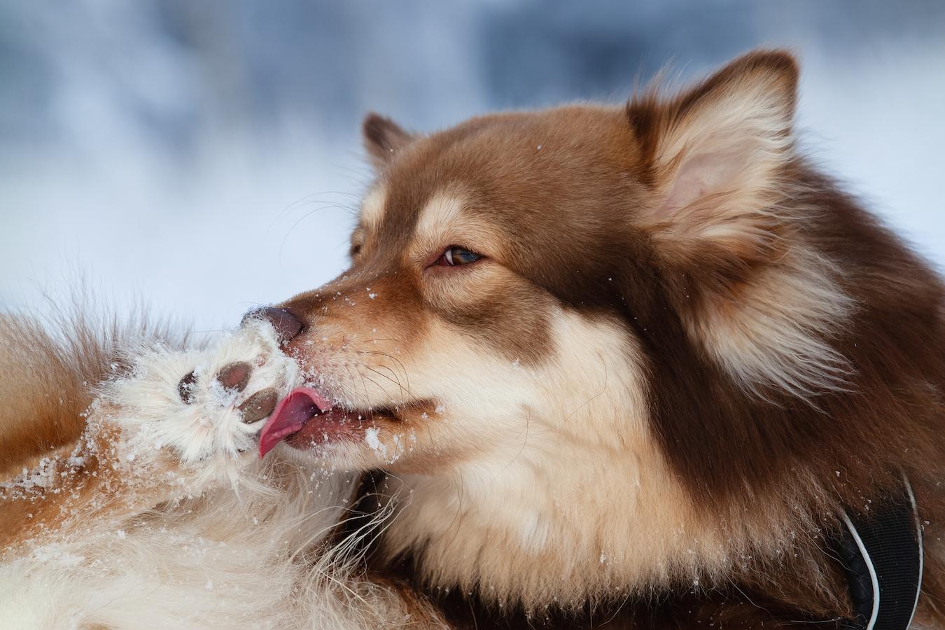 Why Do Dogs Lick Their Paws? 7 Causes Explained