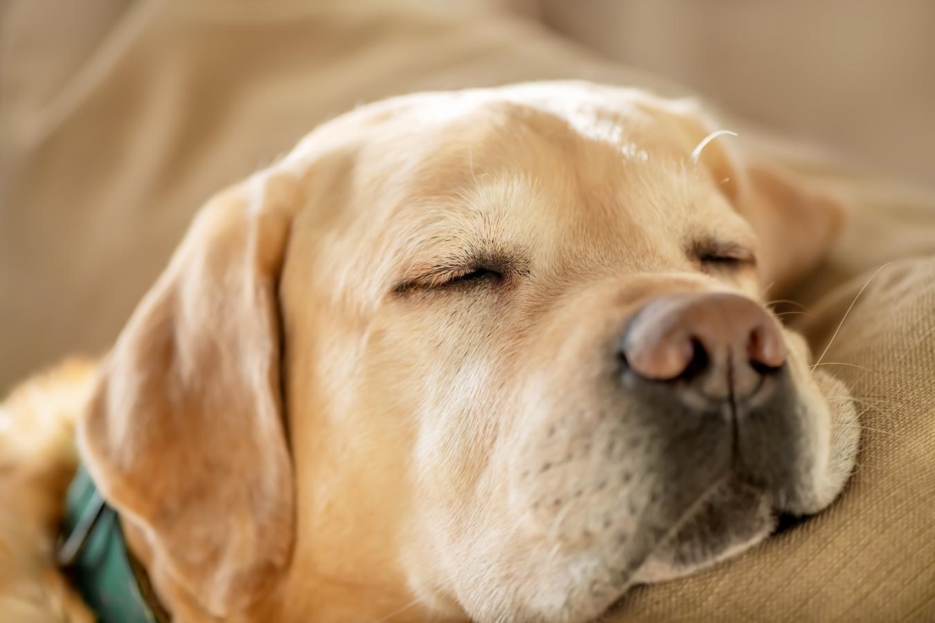 Why Do Dogs Twitch in Their Sleep?