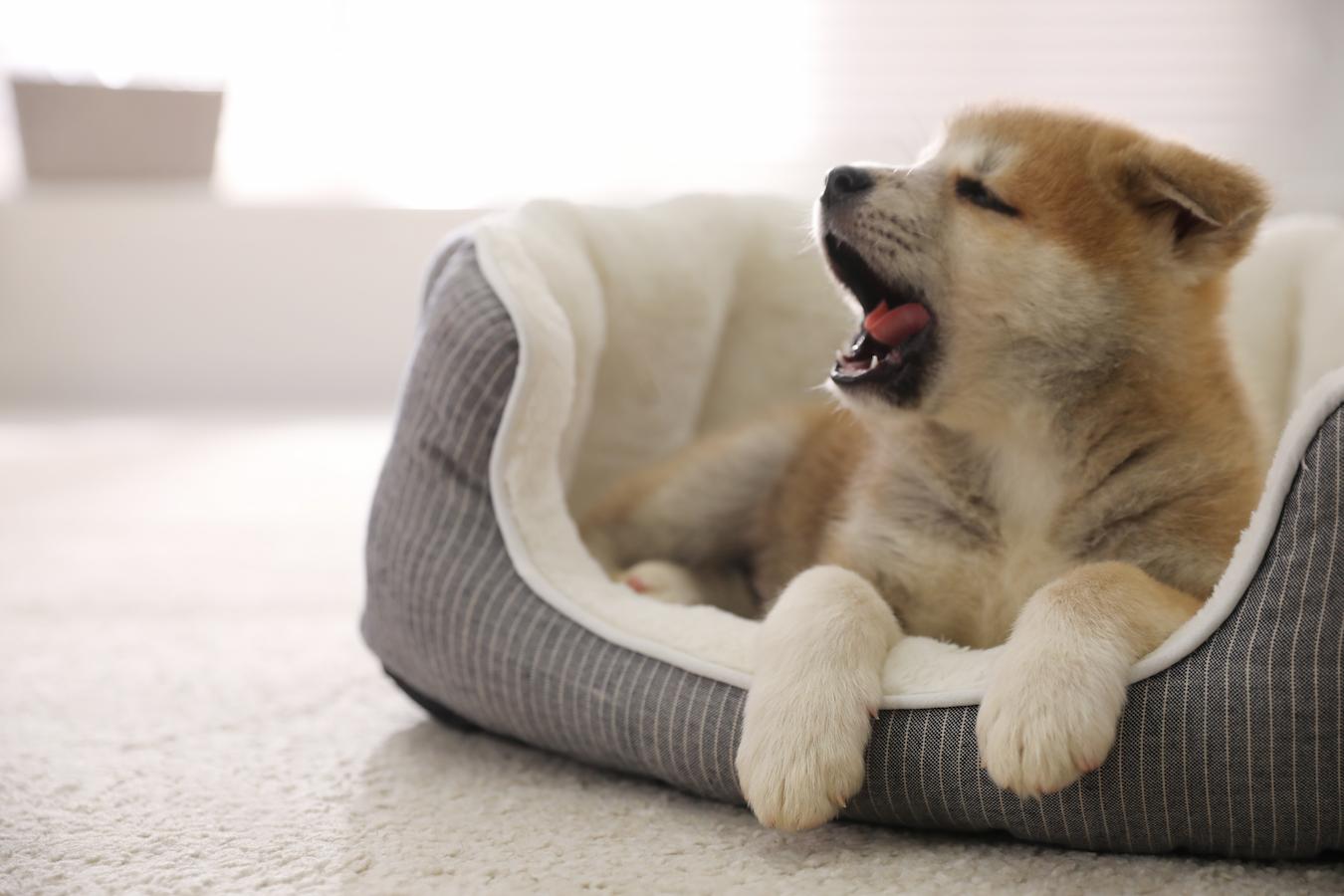 Why Does My Dog Yawn So Much? Here's What You Should Do