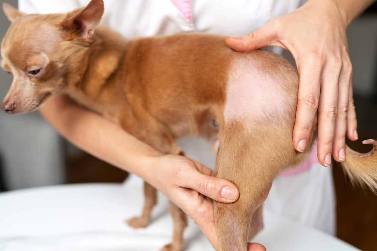 Why Is My Dog Losing Hair in Patches?