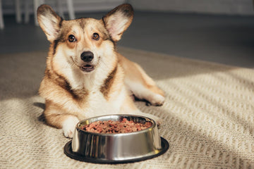 Why Is My Dog Not Eating His Food But Will Eat Treats