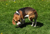 Why Is My Dog Pacing: 4 Reasons and How to Help Them