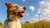 Why Is My Dog Panting So Much?