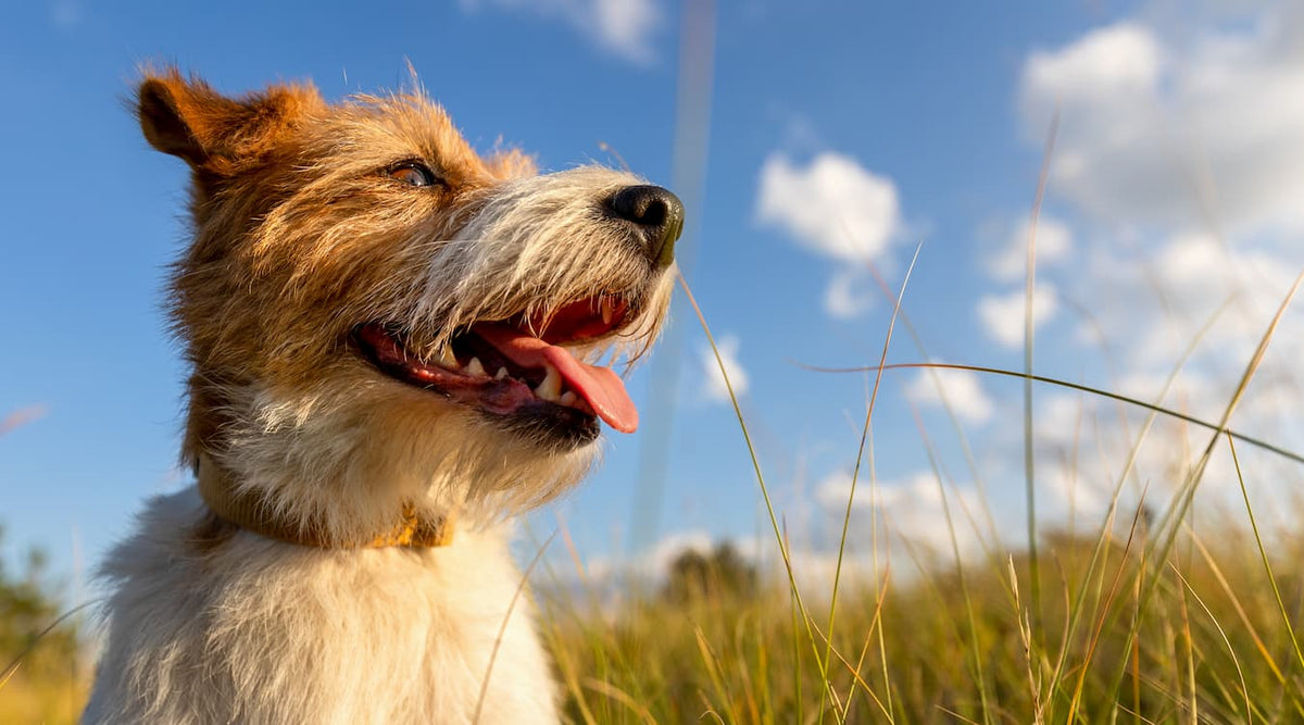 Why Is My Dog Panting So Much?