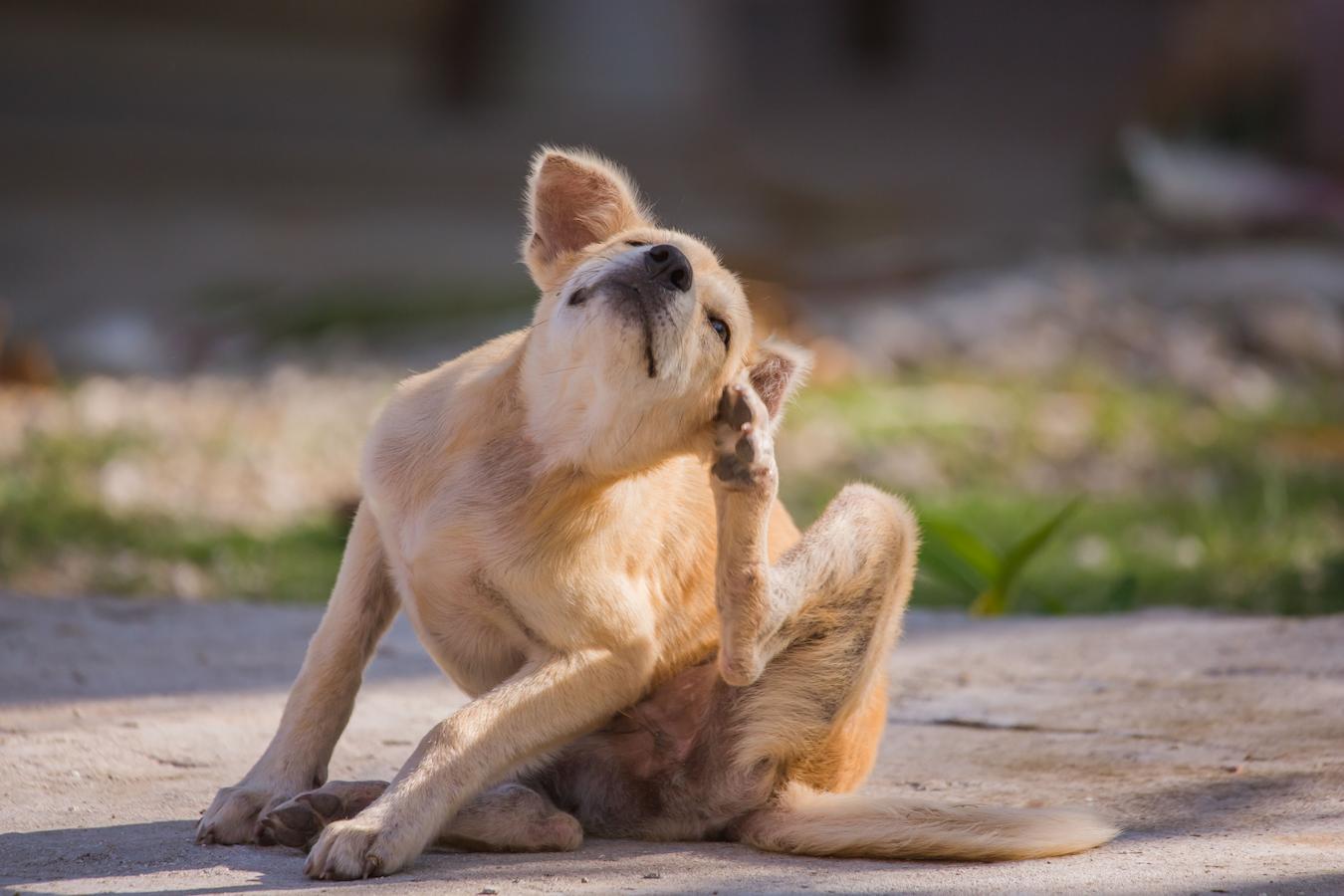 Why Is Your Dog Itchy? What Can You Do?