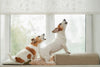 Why Does My Dog Bark When I Leave? 8 Things to Try