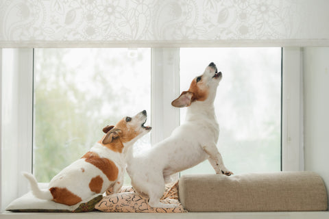 Why Does My Dog Bark When I Leave
