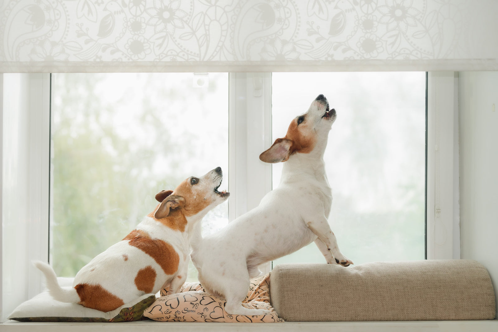 Why Does My Dog Bark When I Leave? 8 Things to Try