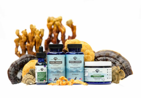 Functional Mushroom Supplements for Dogs & Cats