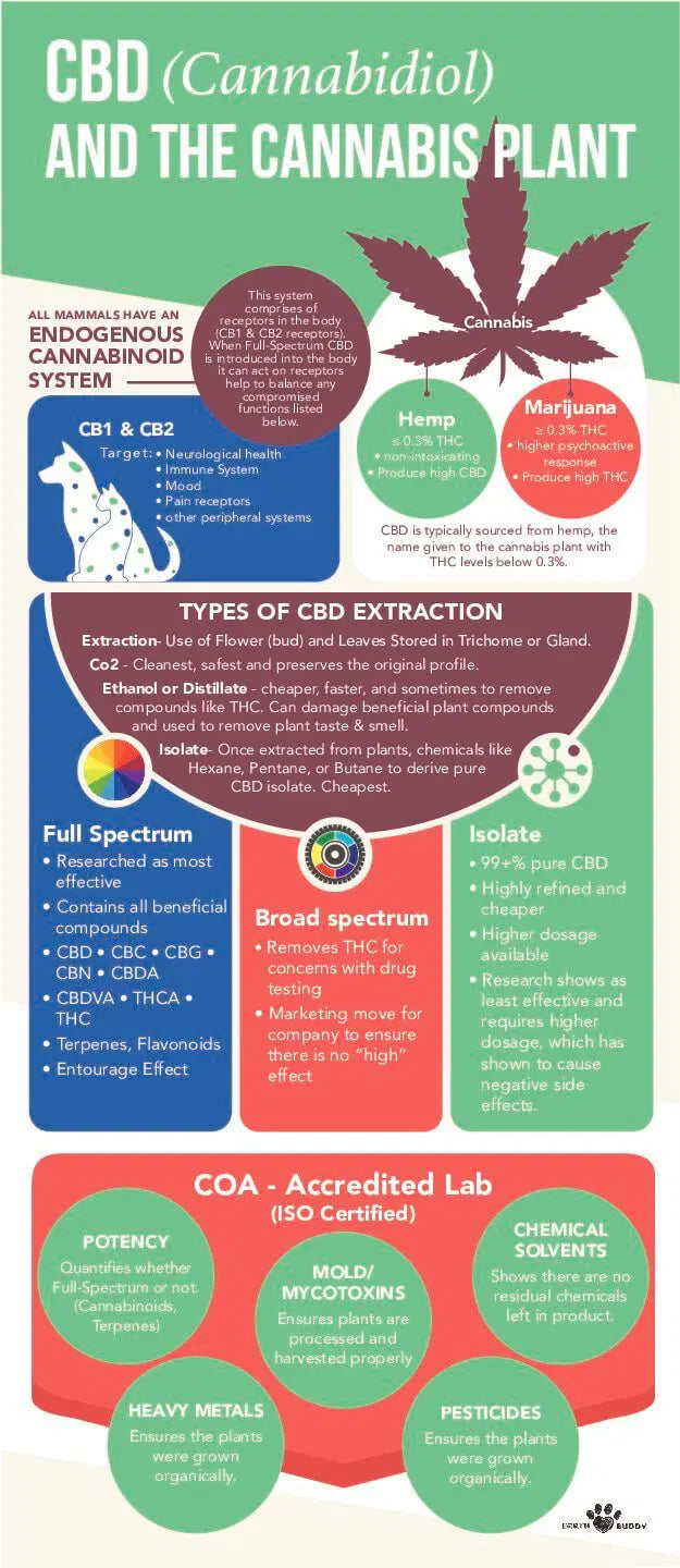 CBD 101 Flyer