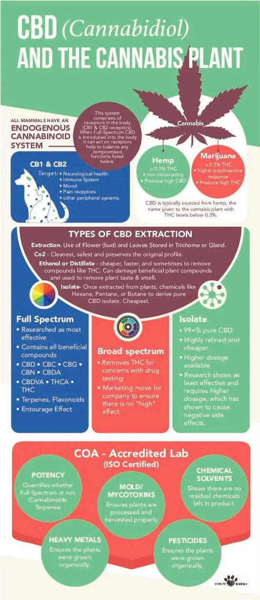 CBD 101 Flyer