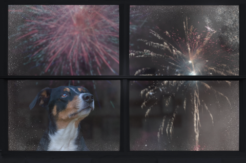 Dog staying calm indoors during fireworks, a situation CBN and CBD are commonly used for