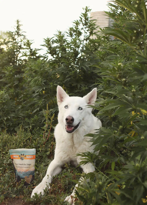 Dog relaxing next to Earth Buddy Pumpkin CBD calming chews for stressed dogs in hemp field