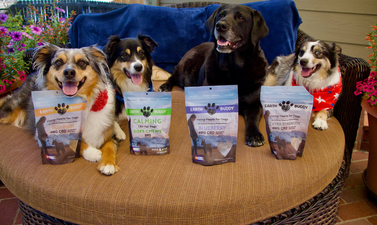 Four dogs with Earthly Buddy CBD treats  on a bed. Sign up for Earth Buddy wholesale pet cbd and supplements