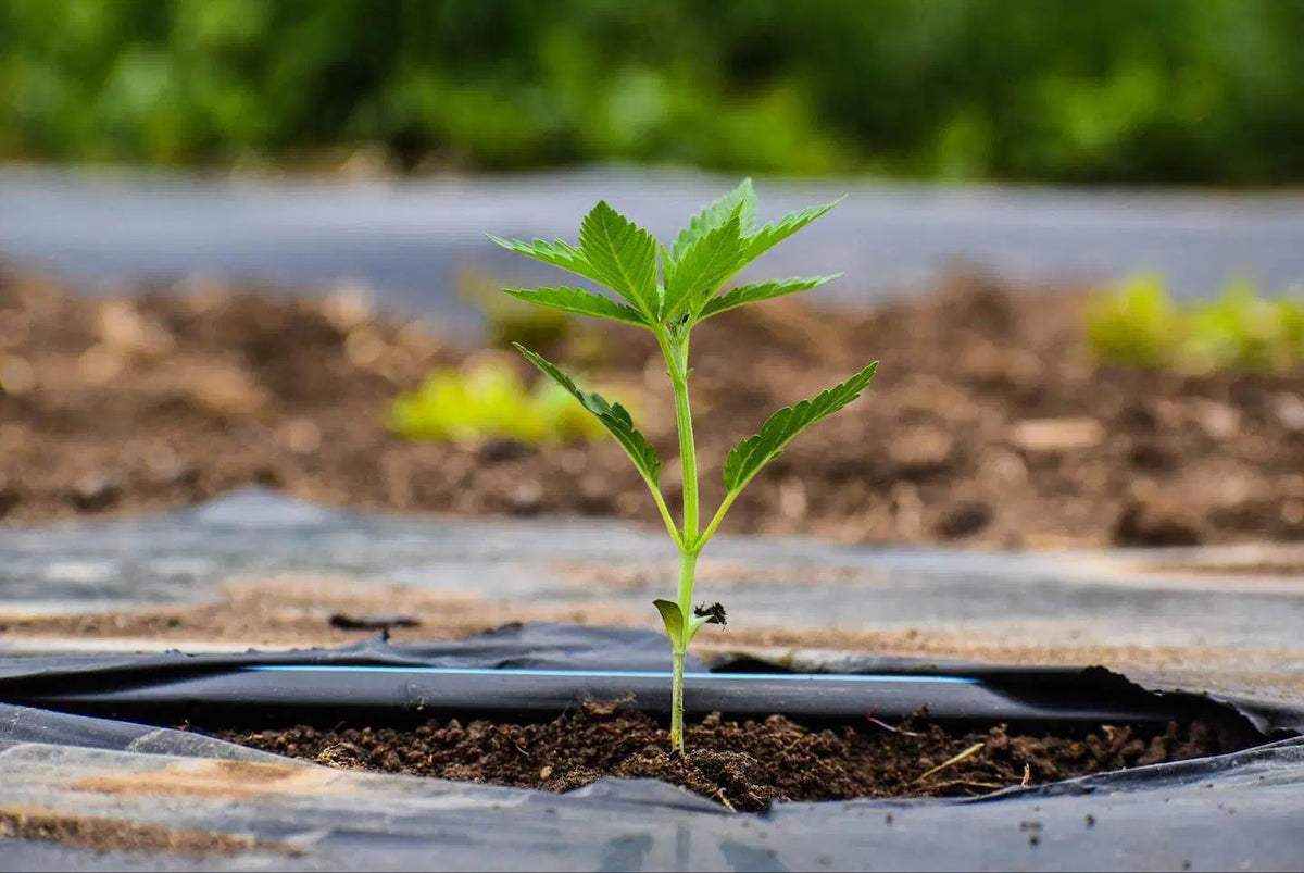seedling hemp plant on Earth Buddy's organic hemp farm where CBN for dogs and cats is produced