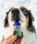 Dog sniffing a bottle held by a person in a snowy setting