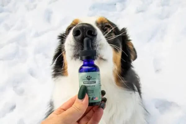 Dog sniffing a bottle held by a person in a snowy setting