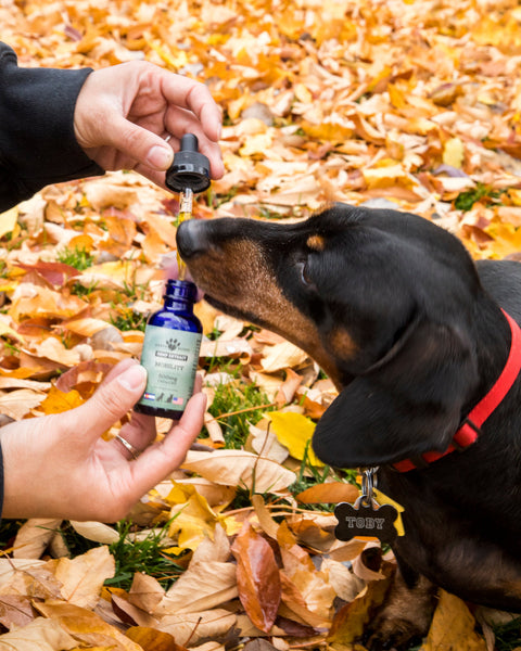 Pet parent giving dropper of Earth Buddy Mobility with CBDa to black dachshund for hip and joint support