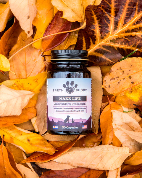Explore Glutathione for Dogs: Enhance Immunity, Detox, & Longevity Earth Buddy Pet Explore Glutathione for Dogs: Enhance Immunity, Detox, & Longevity Earth Buddy Pet