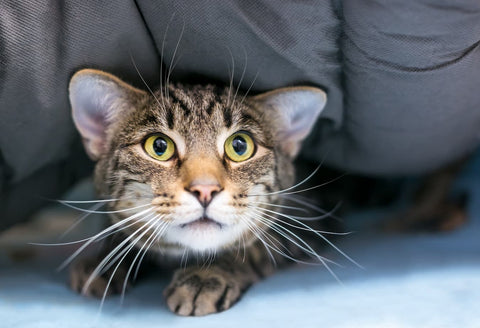 A close-up of a tabby cat with green eyes peeking out from under a dark gray blanket, with a light blue surface visible underneath.