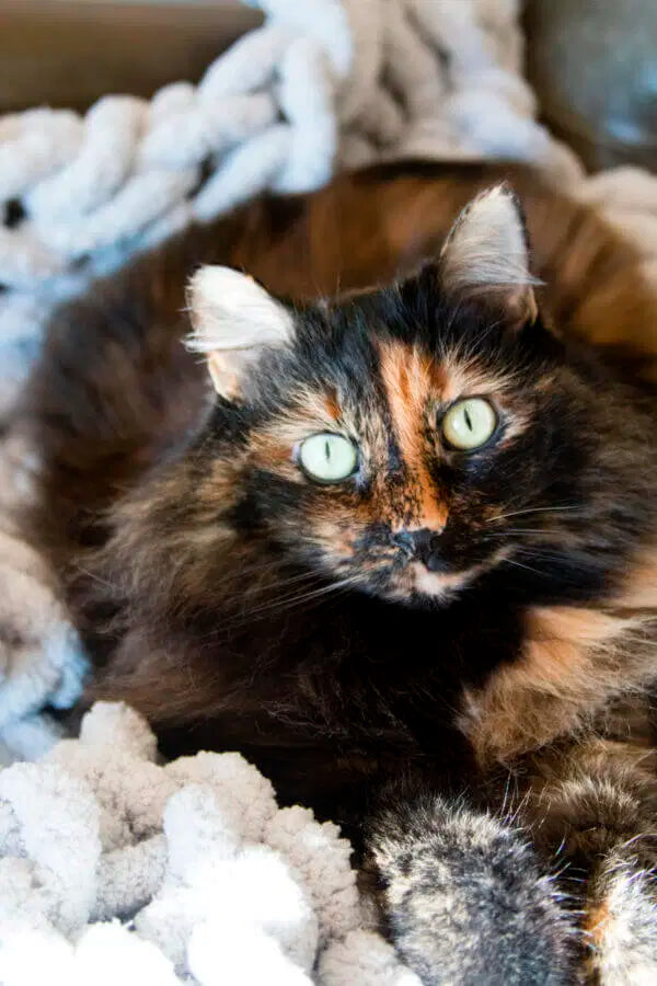 A tortoiseshell cat. Try Earth Buddy joint supplements for small dogs & cats.
