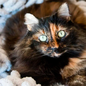 A tortoiseshell cat. Try Earth Buddy joint supplements for small dogs & cats.
