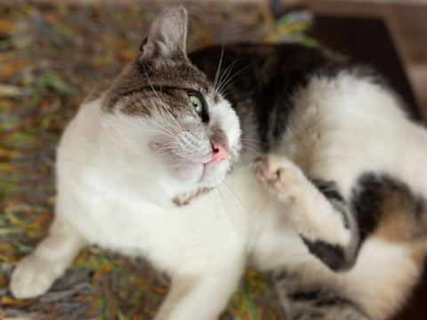 Itching & Irritated Skin