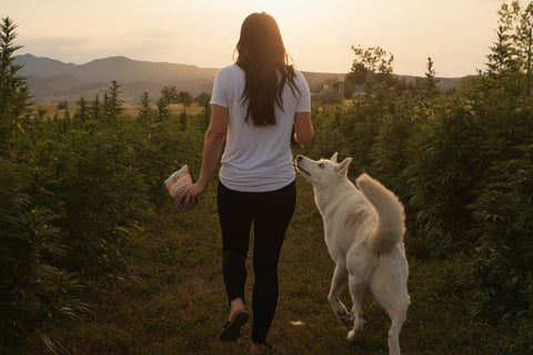 Pet parent walking with dog through Earth Buddy hemp field in Colorado where cbd oil for dogs is grown