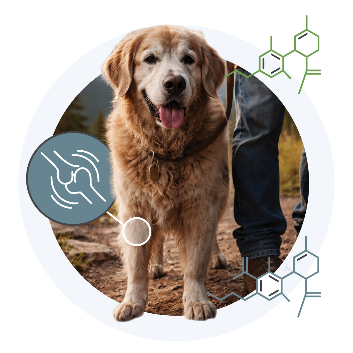 Senior dog running outdoors after 21 days of Earth Buddy CBDa + CBD for joint health and mobility