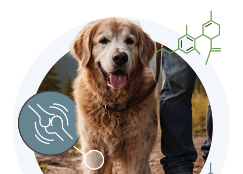 Senior dog running outdoors after 21 days of Earth Buddy CBDa + CBD for joint health and mobility
