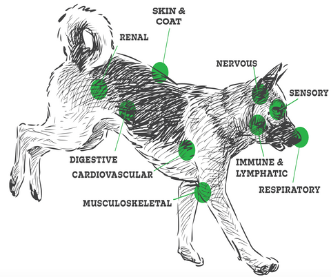 Infographic of a dogs Endocannabinoid System and different systems ECS interacts with