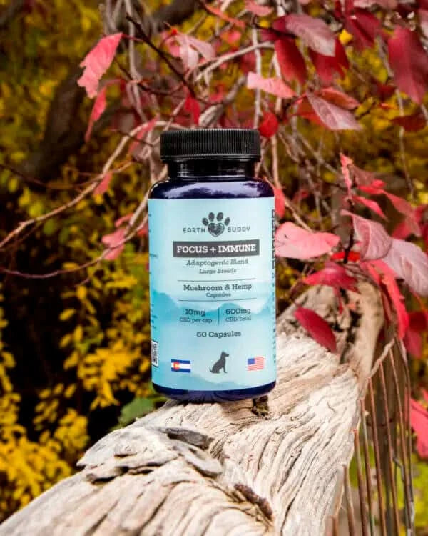Supplement bottle labeled 'Focus + Immune' on a wooden log with autumn leaves in the background