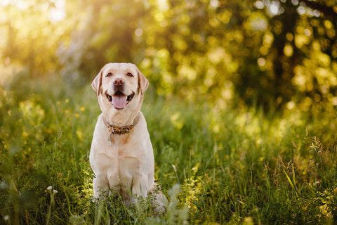 Why Choose Independent Pet Stores?