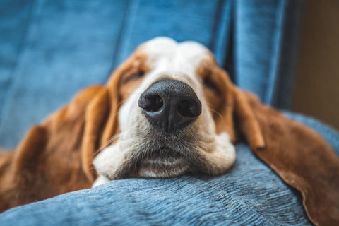 Dog sleeping soundly on a couch, the nighttime settling CBN for dogs supports