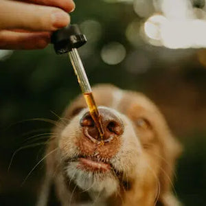A dog having a dropper of hemp extract. 