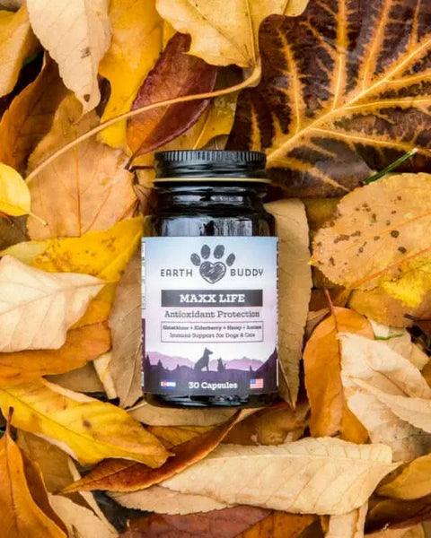 Earth Buddy’s Maxx Life Glutathione Supplement on yellow leaves. Support your aging dog with the Senior Support Pack for Large Breed Dogs.  
