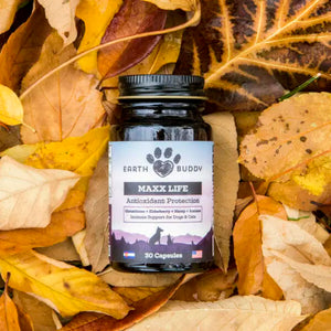 Earth Buddy’s Maxx Life Glutathione Supplement on yellow leaves. Support your aging dog with the Senior Support Pack for Large Breed Dogs.  

